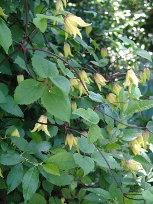 Clematis chiisanensis \'Lemon Bells\' taken by Becky Robert