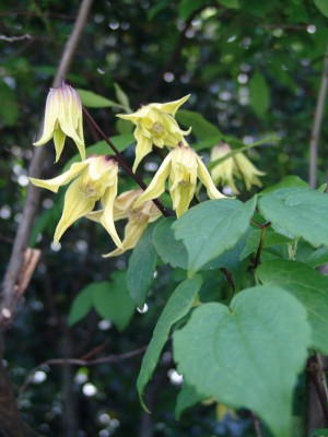 Clematis chiisanensis \'Lemon Bells\' taken by Becky Robert