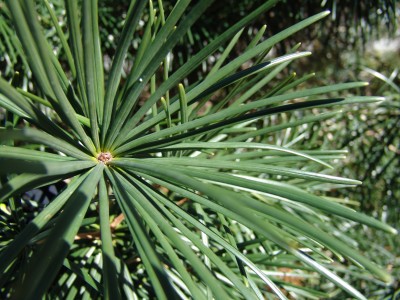 Sciadopitys verticillata foliage taken by Rhoda Maurer