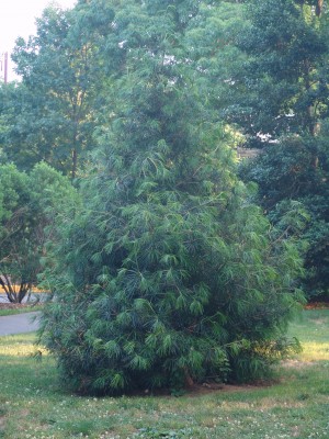 Sciadopitys verticillata new foliage taken by Becky Robert