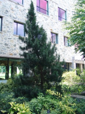 Sciadopitys verticillata \'Winter Green\' taken by Becky Robert