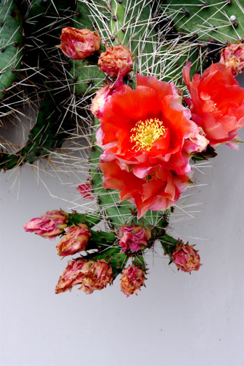Opuntia polycantha orange flowered form photo credit: D. Mattis