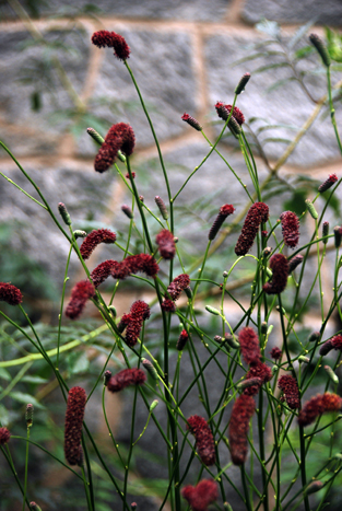 Sanguisorba tenuifolia 'Purpurea' photo credit: S. Keitch