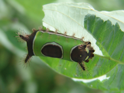 Saddleback caterpillar photo credit: N. Lewis