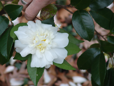 Camellia 'Snowflurry' photo credit: S. Keitch