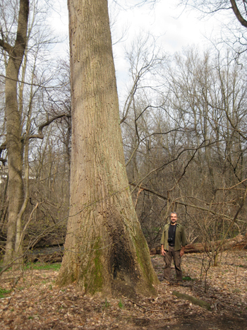 Liriodendron tulipifera-Roger Latham