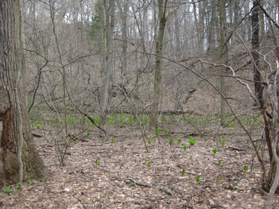 Skunk cabbage-Symplocarpus foetidus