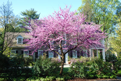 Cercis canadensis 'Forest Pansy' photo credit: S. Keitch