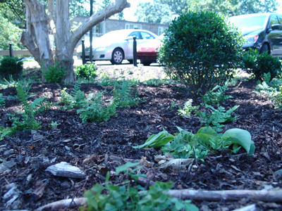 Planting along College Ave. photo credit: R. Robert