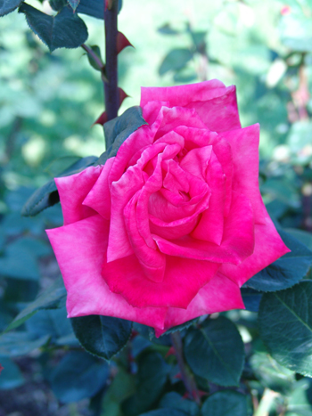 Rosa 'Swarthmore' photo credit: R. Robert