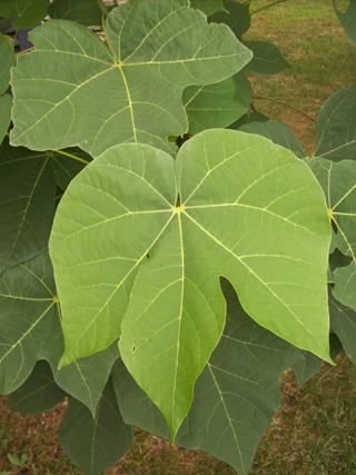 Firmiana simplex leaf photo credit: J. Coceano