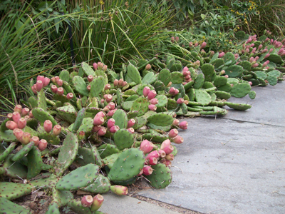 Opuntia humifusa along Nason walk