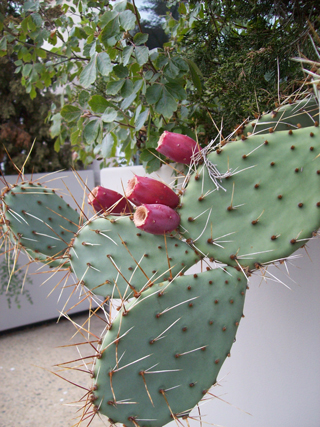 Opuntia phaeacantha fruit