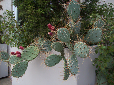 Opuntia phaeacantha in Pearson container