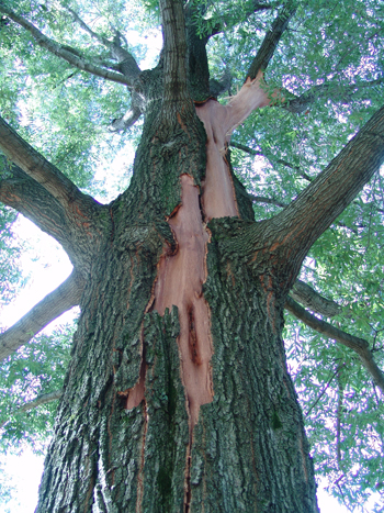 Lightning stuck this Quercus phellos this summer. photo credit: R. Robert