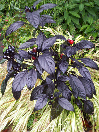 Capsicum annum 'Black Pearl' JWC (2) Capsicum annum 'Black Pearl' JWC (2)