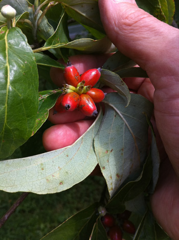 Cornus florida fruit