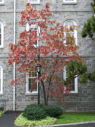 Oxydendron arboreum JWC Oxydendron arboreum JWC