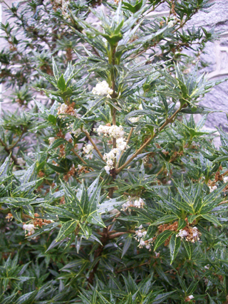 Osmanthus heterophyllus 'Sasaba' JWC (3)