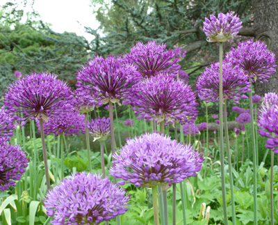 Allium aflatunense 'Purple Sensation' (1) JWC blog