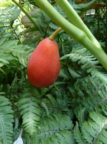 Podophyllum hexandrum fruit (1) JWC