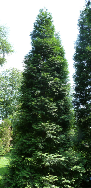 Thuja 'Green Giant' (2) cropped JWC Thuja 'Green Giant' (2) cropped JWC