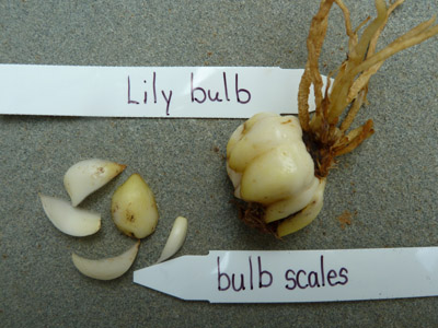 Lily bulb and bulb scales (1) JWC