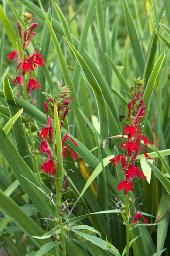 Lobelia_cardinalis_Barb_pond