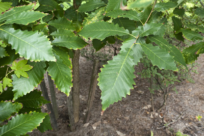 Quercus_muehlenbergii_leaf