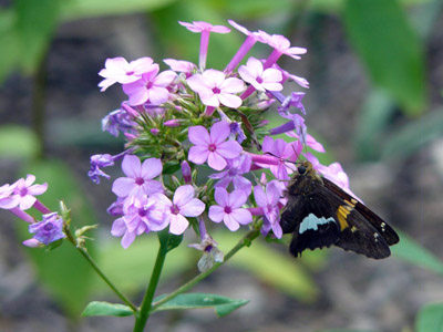 Silver-SpotttedSkipper_Phlox_paniculata_Jeana