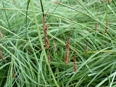 Carex flacca 'Blue Zinger' with seed heads JWC