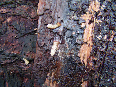 bark beetle 1