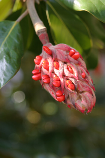 Magnolia grandiflora fruit. photo credit: D. Mattis