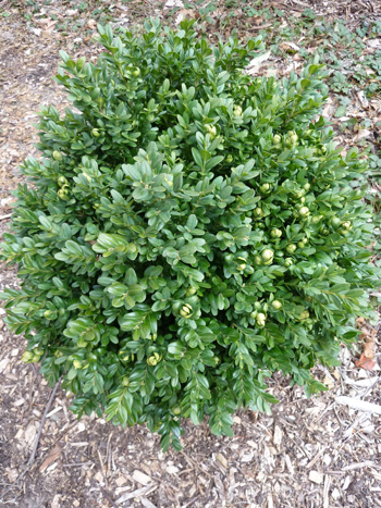 Buxus sempervirens 'Jensen' (2) JWC