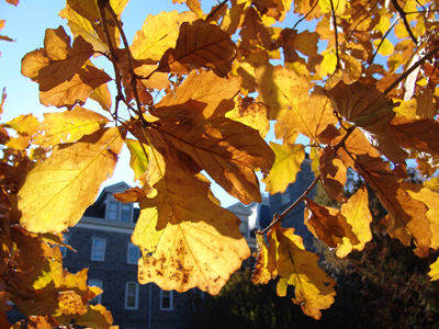 DSC04532 Quercus bicolor rob kiosk fall leaves