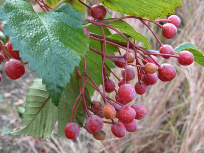 Sorbus alnifolia in fruit (2) JWC