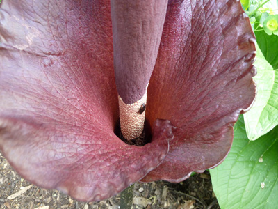 Amorphophallus konjac beetle delight (1) JWC