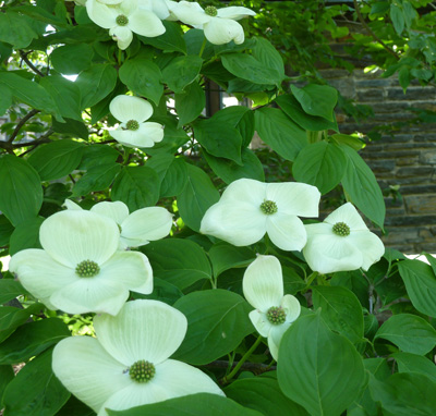 Cornus Aurora (R) flower (1) JWC