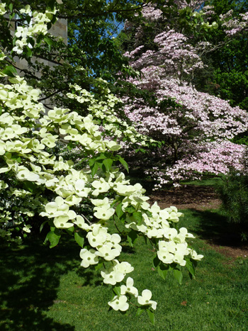 Cornus Celestial TM bloom (2) JWC