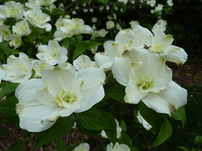 Cornus florida 'Pluribracteata' bloom detail (1) JWC