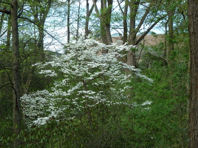 Cornus florida behind the Amphitheater (2) JWC