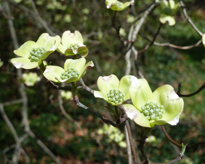 Cornus florida bracts beginning to expand (1) JWC