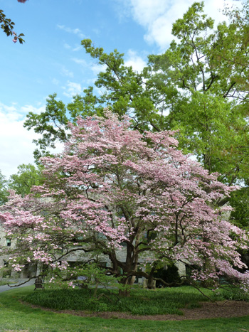 Cornus florida var. rubra profile (1) JWC