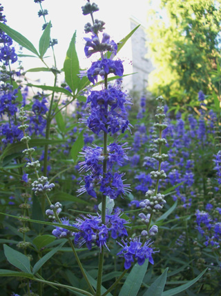 [Image: Vitex-agnus-castus-Mississippi-Blues-flower.jpg]