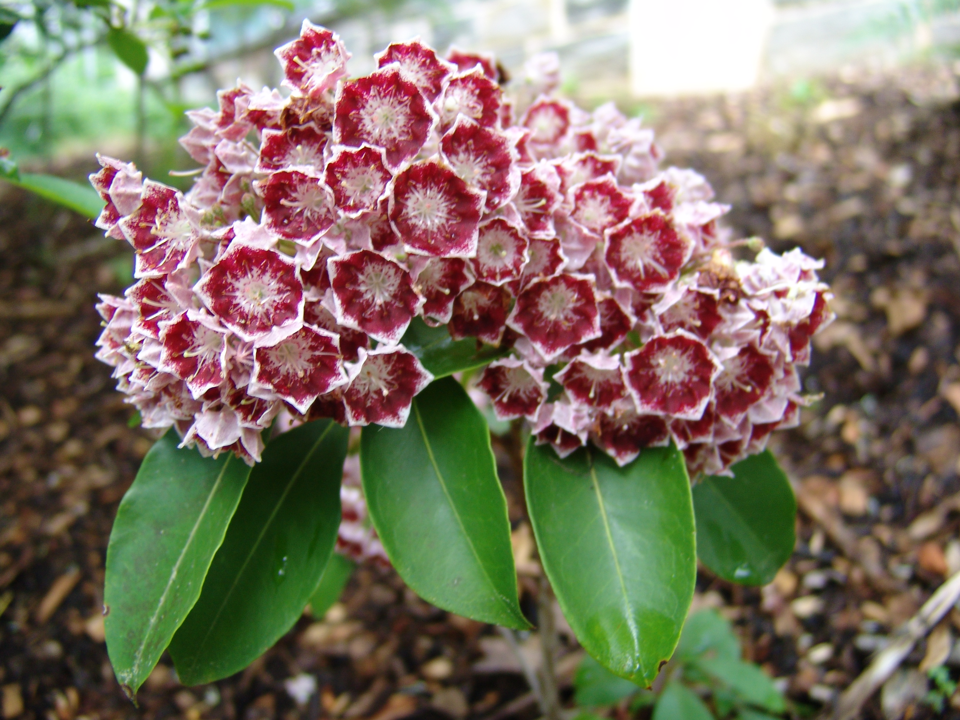 Also known as mountain-laurel, calico-bush, and spoonwood, it is a species ...
