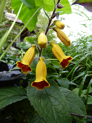 Titanotrichum oldhamii Terry Shane Teaching Garden (5) JWC