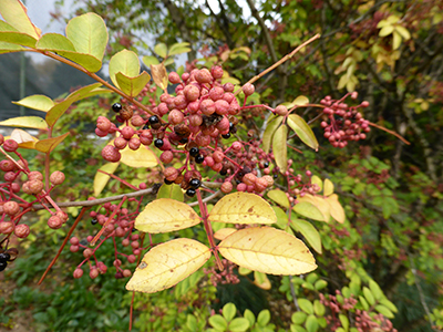 Zanthoxylum simulans fall color and fruit (2) JWC