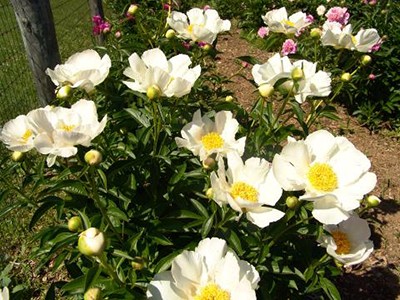 Peony Krinkle White