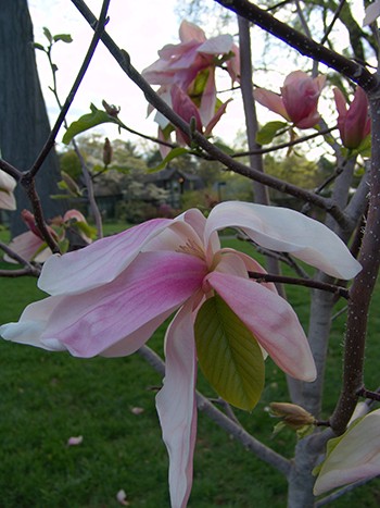 The large fragrant pastel pink flowers of Magnolia 'Daybreak' can be seen from the end of April until the third week in May. photo credit: R. Robert