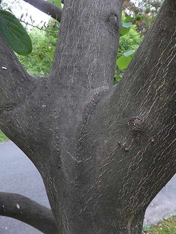Bark is smooth and becomes slightly furrowed along the trunk with age. photo credit: R. Robert